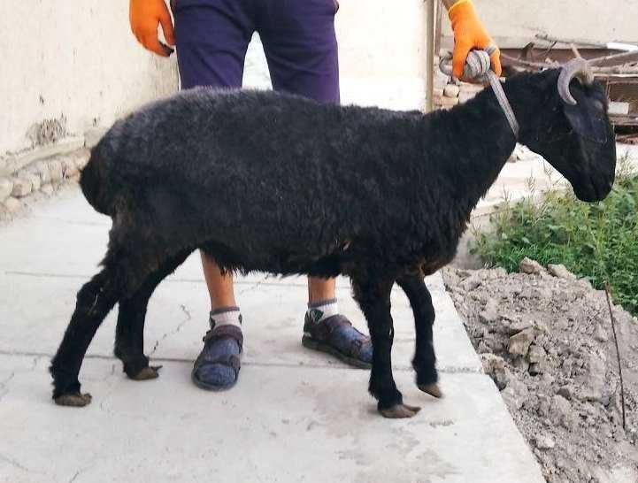 Shoxli arabi qo`y va bolasi sotiladi