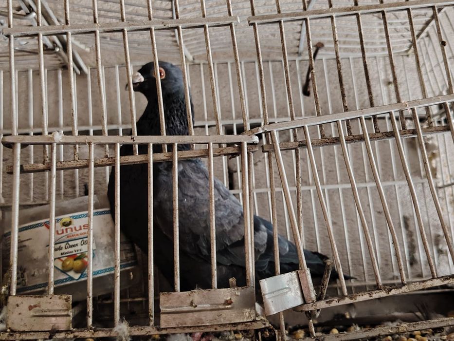 Vand porumbei rasa spaniola