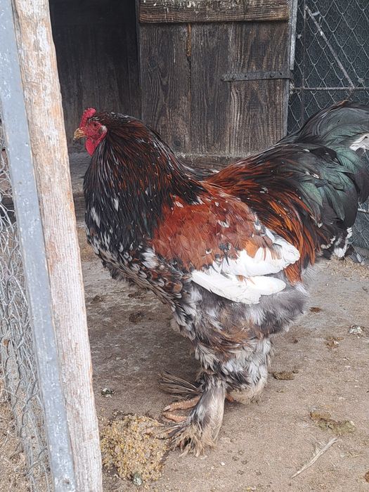 vând sau schimb cocoși brahma