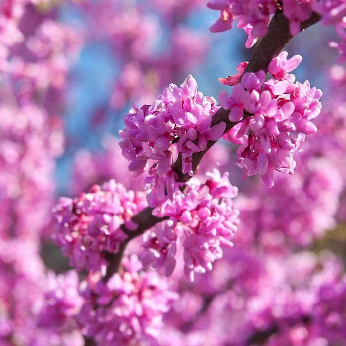 Pomi Ornamentali (cercis canadensis )