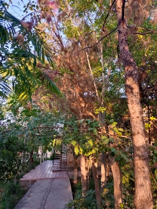 Хул ва Курук утинлар сотилади