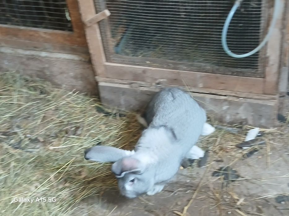 Vând iepuri uriași german