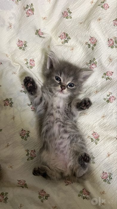 Мушучала сотилади