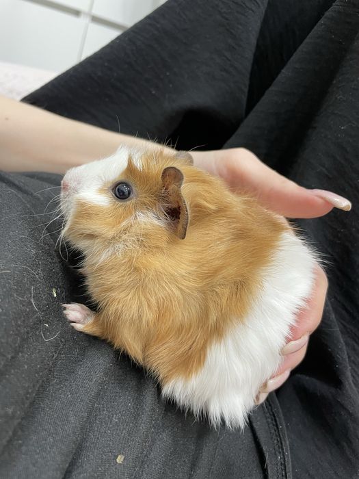 Продам 2 морские свинки(мальчики)