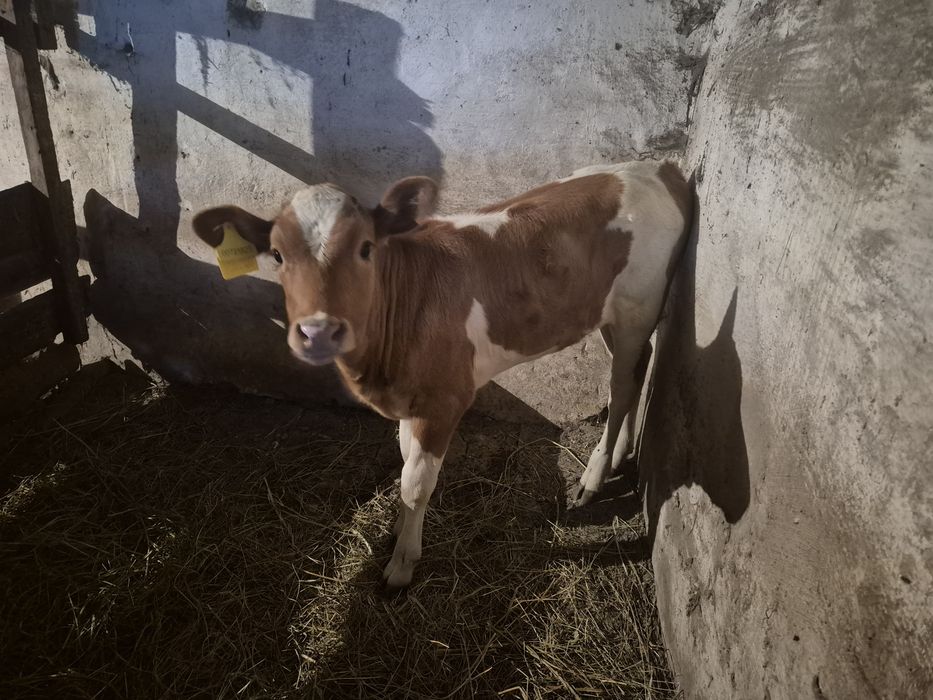 Продам карову с теленкам