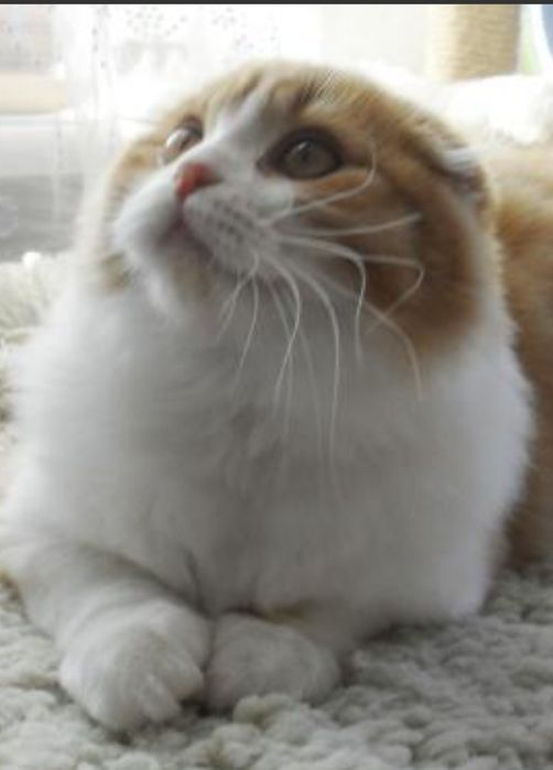 Котенок 9 мес хойленд фолд