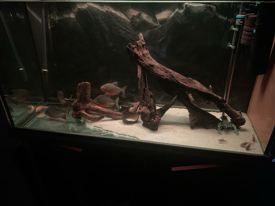 Servicii acvaristică