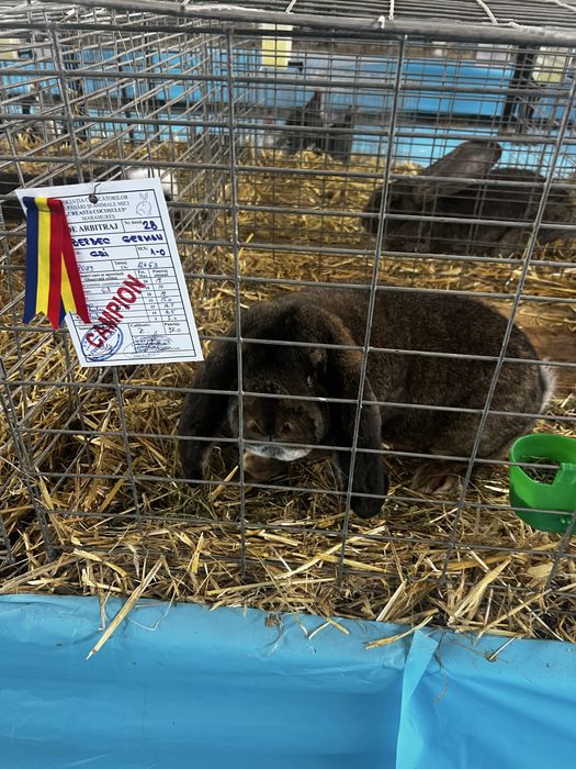 Berbec german agouti