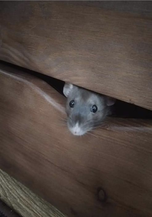 Крыски окраска разная