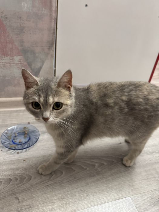 Отдам кошку в добрые руки