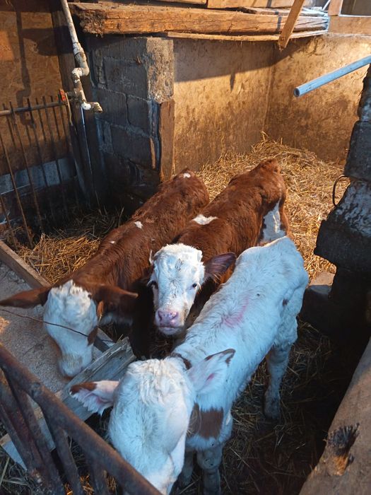 Vând vitei de lapte și semiintarcati