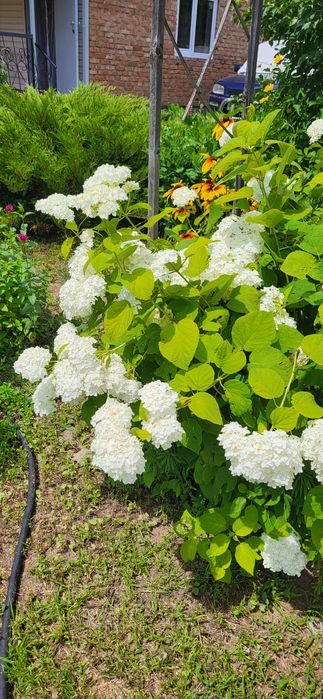 Продаётся дача. Срочно, торг.