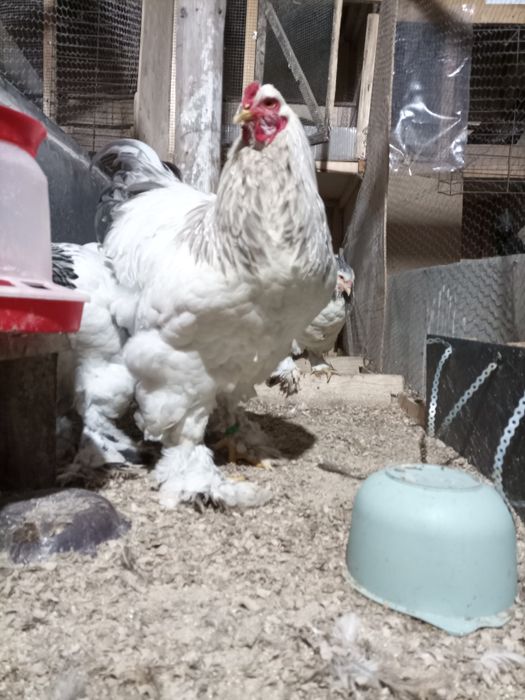 Oua incubat brahma herminat deschis și herminat deschis albastru