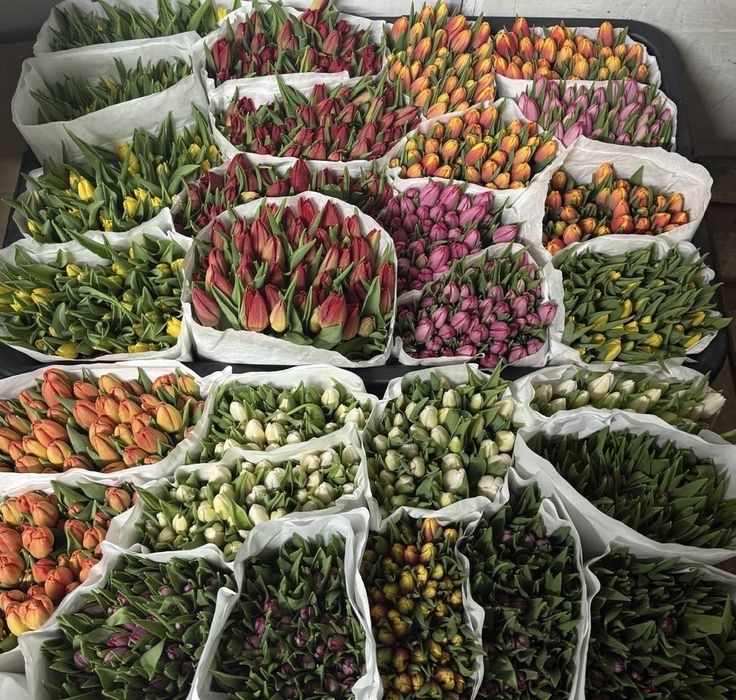 Голладанские тюльпаны оптом