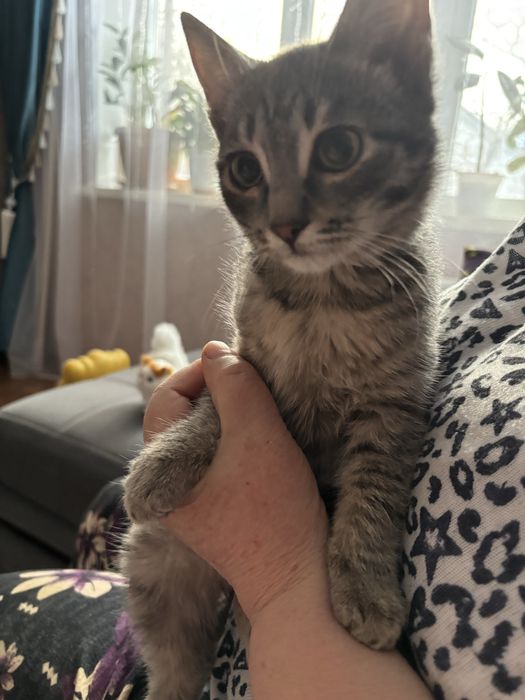 Отдам котика в добрые руки