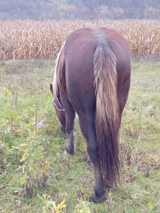 Manza de 2 ani jumate. Sau schimb cu vaca buna cu lapte.