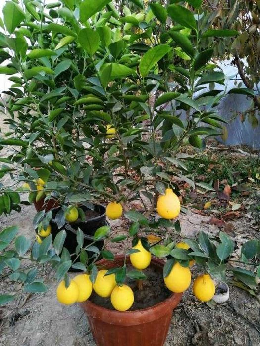 оптом нархда: лимон, апилсин, мандарин, кумкуват кўчатлари ишонарли