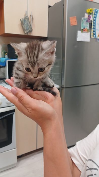 Отдам котенка 1 месяц