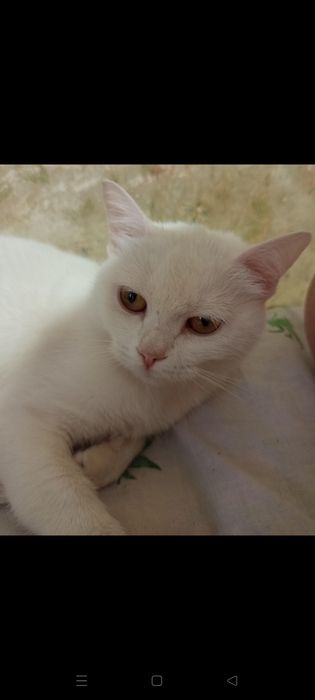 Отдам кошечку в добрые руки