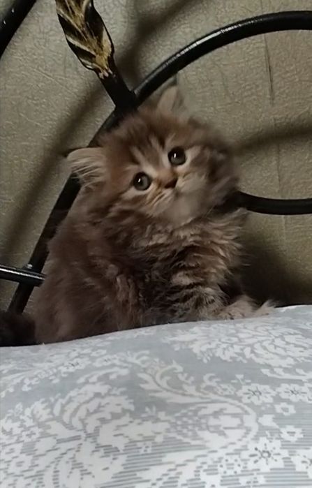 Шикарная Хайленд страйт.