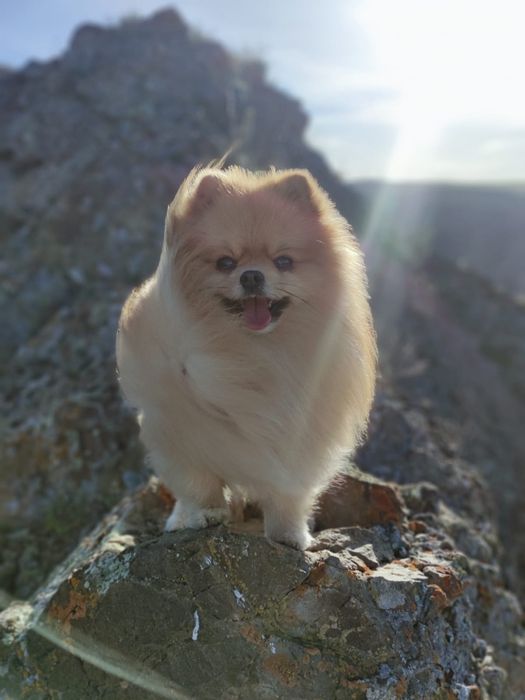 Шпиц мальчик с документами