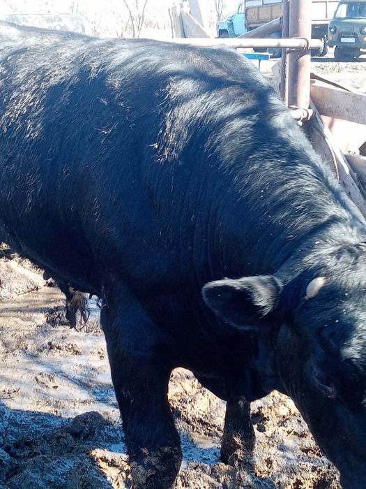 Продам бык ангус