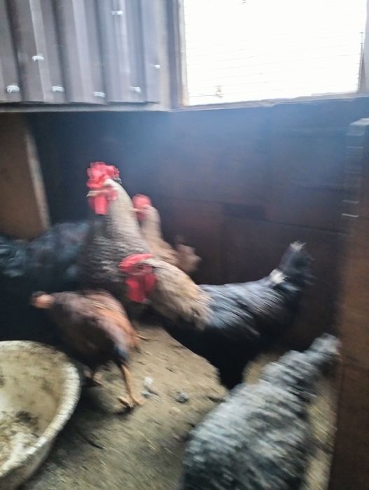 Срочно продам молодых петушков