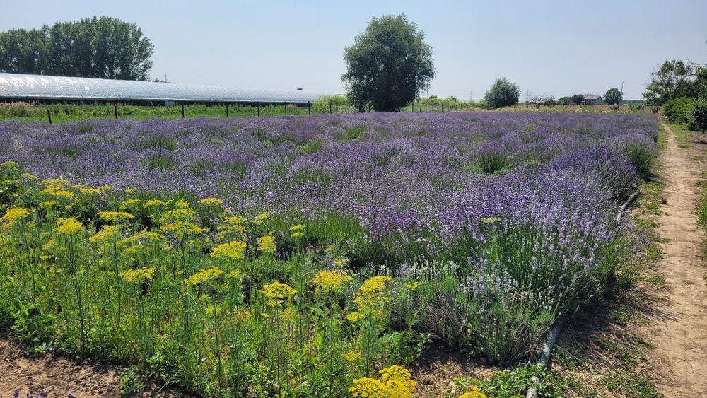 Tufe Lavanda Bucuresti