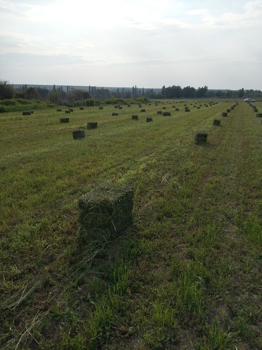 Тюки люцерна Джея (Итяльянский сорт). Чистый клевер.)