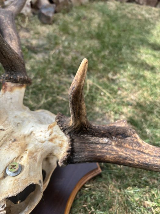 Trofeu cerb ccu panoplie