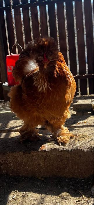 Oua Gaini Motate Incaltate Barboase