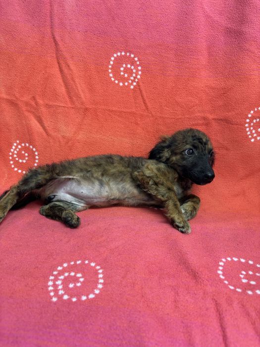 Donatie catelusa  talie mica