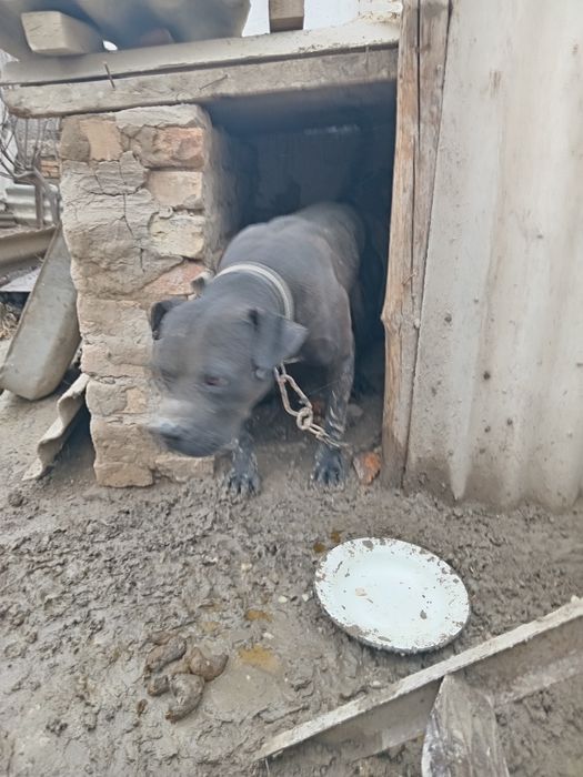 Pitbul sotiladi bir yarim yoshar