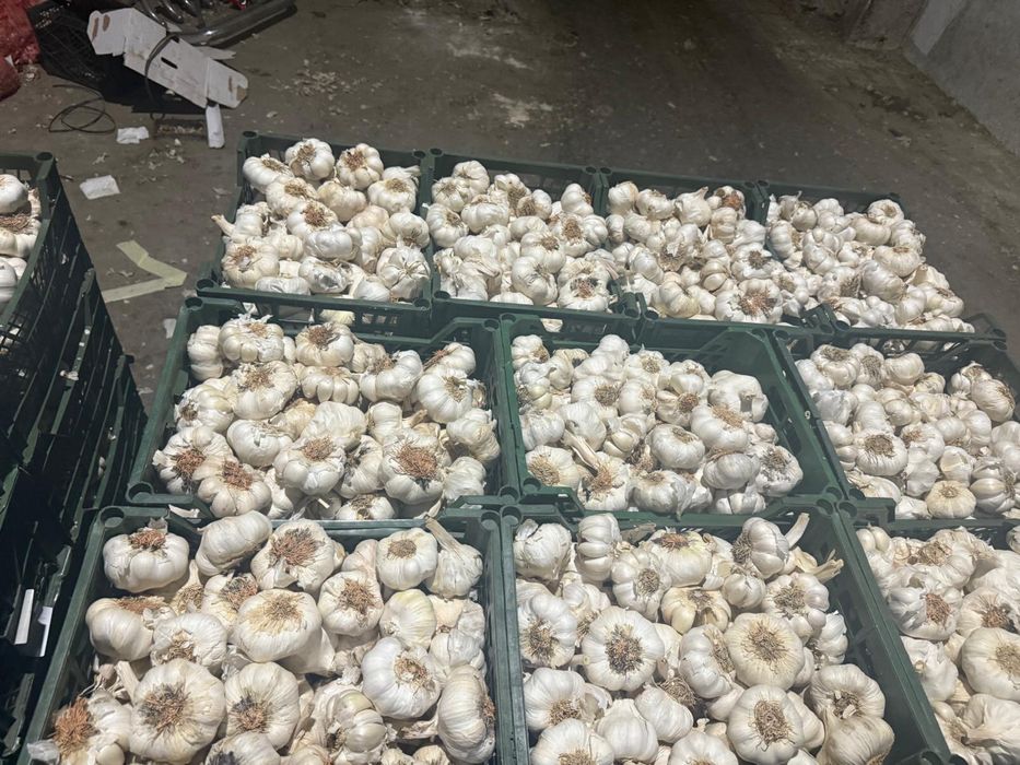 Vand usturoi de pus in pamant