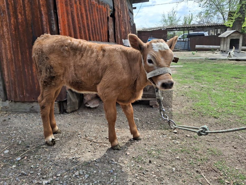 Корова с теленком