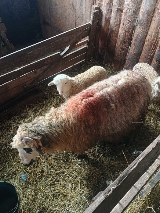 Vând 12  oi , 7 cu miei