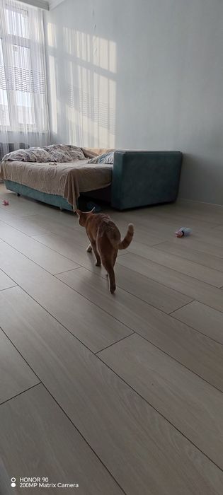 Отдам даром бесплатно