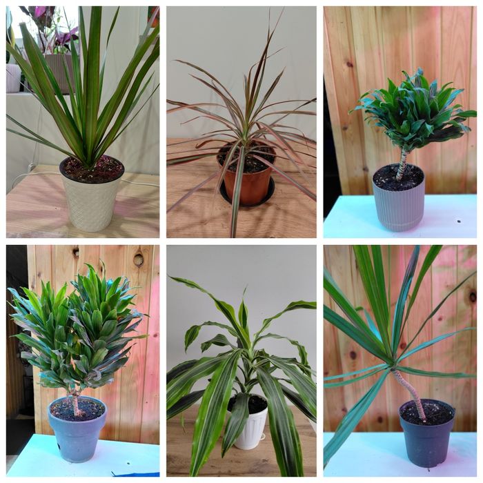 Комнатные растения