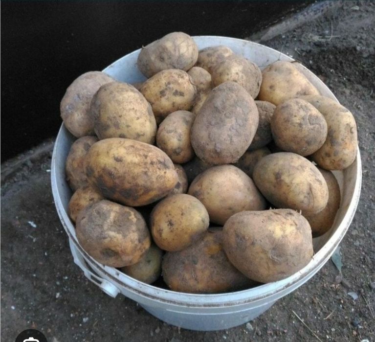Продам картофель домашний
