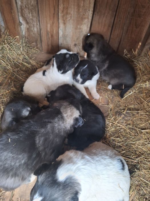 Caini ciobănesc de Bucovina