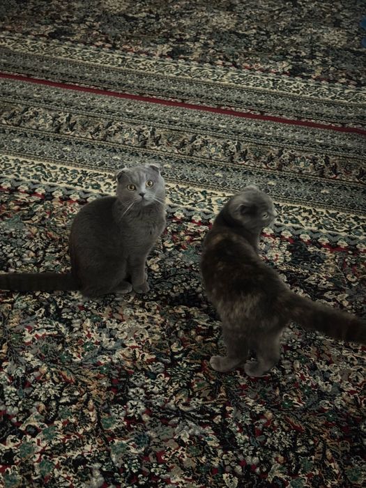 Shotland vislouh mushuklar (juftlik, sog‘lom va uyda boqilgan)