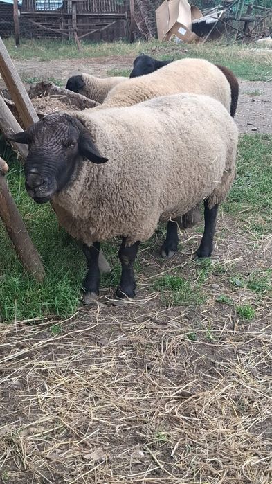 Berbecii suffolk de vânzare