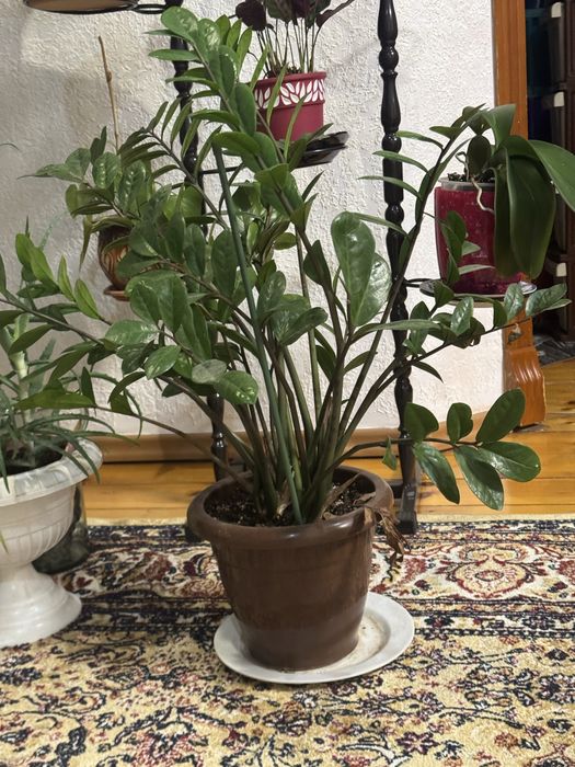 Комнатные цветы для дома офисов