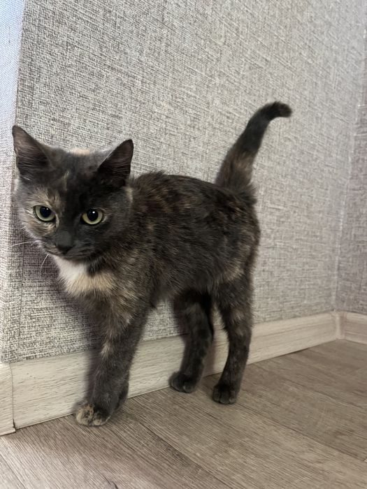 Отдам котенка девочку в добрые руки