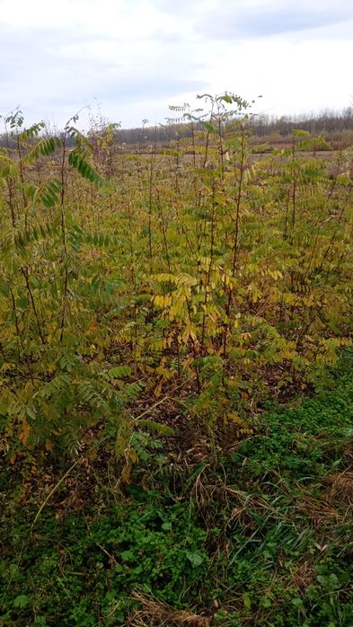 Puieți salcâm frasin fag carpen ulm plop mesteacăn brad molid Tei arin