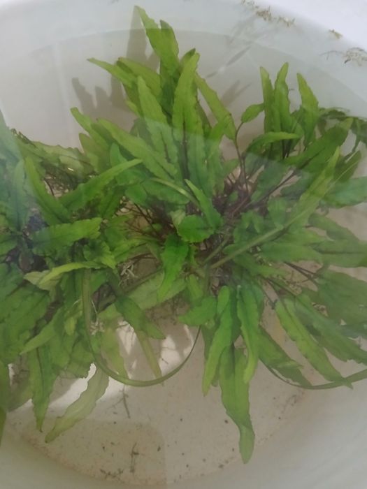 Криптокорины  2 шт остались