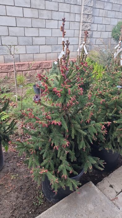 Редкие сорта елей Биалобок, Райдал