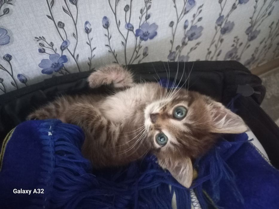 Котенок 2 месяцеч