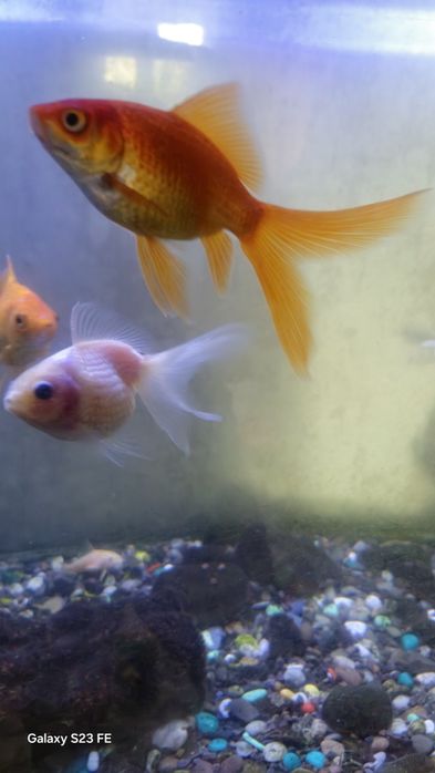 З о л о т ы е рыбки