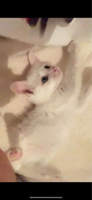 Котик. 2 месяца. Приучинный к лотке.